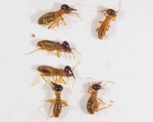 Nasutitermes sp.